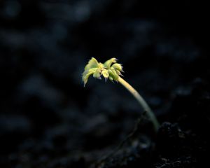 Preview wallpaper shoot, light, dark, plant