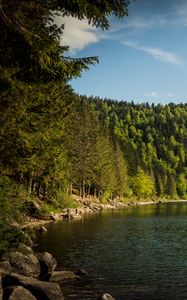 Preview wallpaper shore, forest, trees, lake, nature