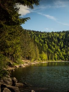 Preview wallpaper shore, forest, trees, lake, nature