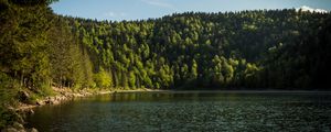 Preview wallpaper shore, forest, trees, lake, nature