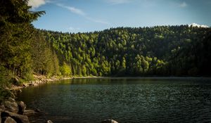 Preview wallpaper shore, forest, trees, lake, nature