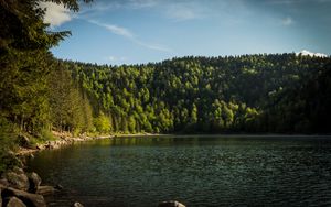 Preview wallpaper shore, forest, trees, lake, nature