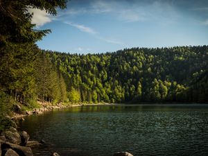 Preview wallpaper shore, forest, trees, lake, nature