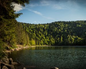 Preview wallpaper shore, forest, trees, lake, nature