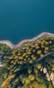 Preview wallpaper shore, forest, water, aerial view