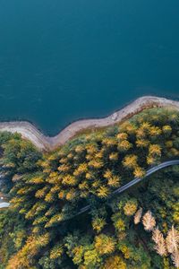 Preview wallpaper shore, forest, water, aerial view