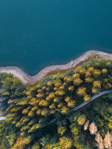 Preview wallpaper shore, forest, water, aerial view