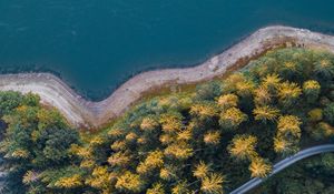 Preview wallpaper shore, forest, water, aerial view