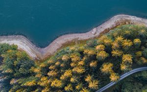 Preview wallpaper shore, forest, water, aerial view