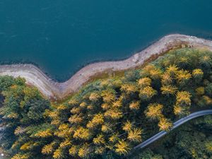Preview wallpaper shore, forest, water, aerial view