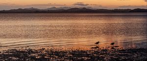 Preview wallpaper shore, lake, birds, mountains, twilight