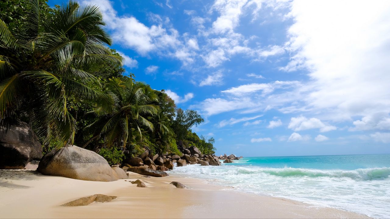 Wallpaper shore, ocean, waves, palm trees, tropics