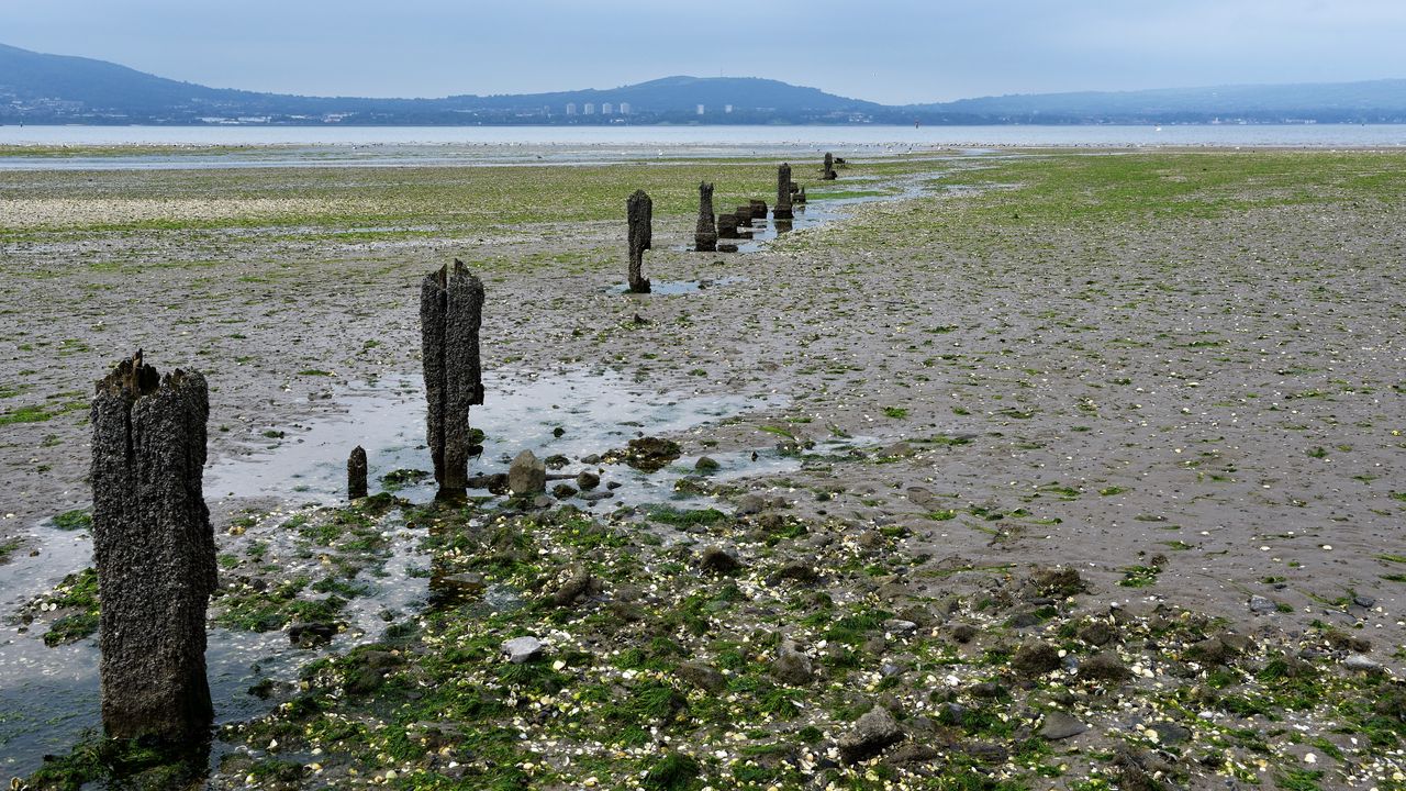 Wallpaper shore, pilings, algae, nature