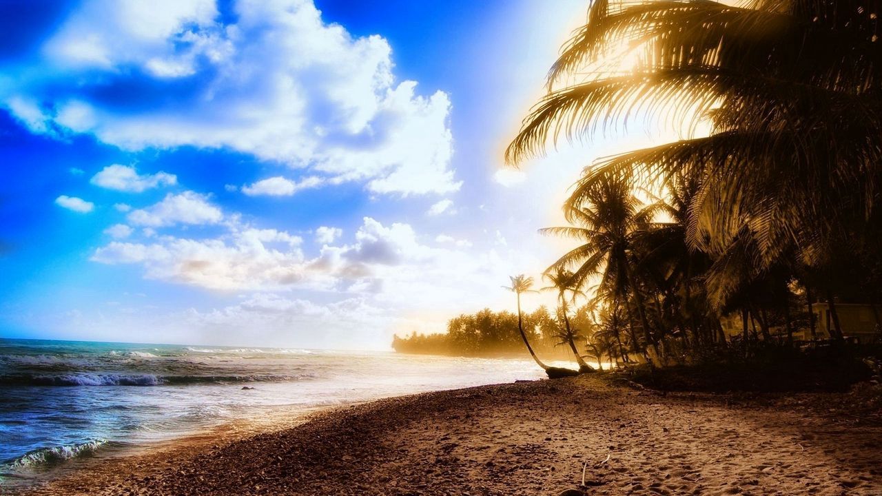 Wallpaper shore, tree, palm, sea, sunset