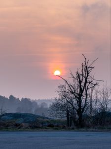 Preview wallpaper shore, trees, lake, fog, sun, sunset