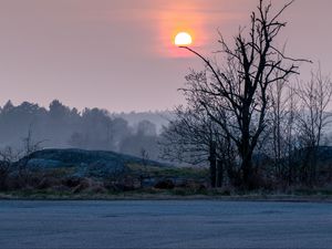 Preview wallpaper shore, trees, lake, fog, sun, sunset