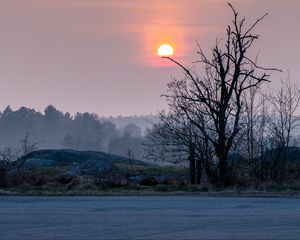 Preview wallpaper shore, trees, lake, fog, sun, sunset