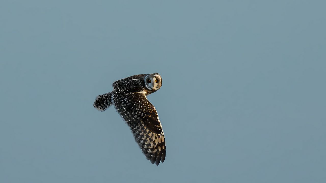 Wallpaper short-eared owl, owl, bird, wildlife, sky