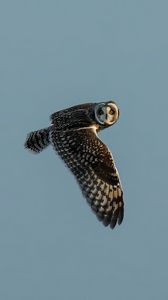 Preview wallpaper short-eared owl, owl, bird, wildlife, sky