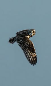 Preview wallpaper short-eared owl, owl, bird, wildlife, sky