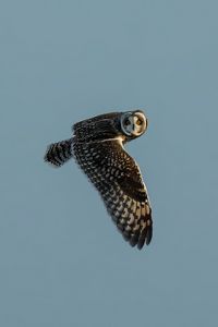 Preview wallpaper short-eared owl, owl, bird, wildlife, sky