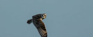 Preview wallpaper short-eared owl, owl, bird, wildlife, sky