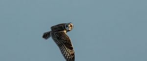 Preview wallpaper short-eared owl, owl, bird, wildlife, sky