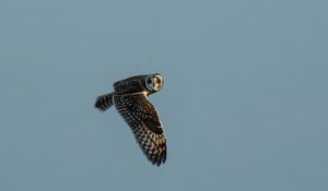 Preview wallpaper short-eared owl, owl, bird, wildlife, sky