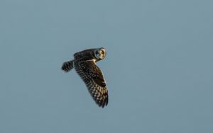 Preview wallpaper short-eared owl, owl, bird, wildlife, sky