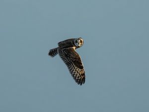 Preview wallpaper short-eared owl, owl, bird, wildlife, sky