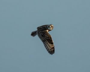 Preview wallpaper short-eared owl, owl, bird, wildlife, sky