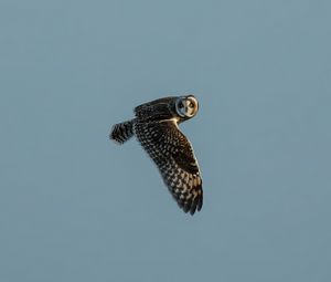 Preview wallpaper short-eared owl, owl, bird, wildlife, sky