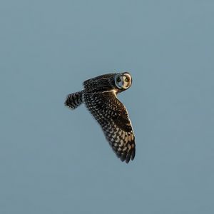 Preview wallpaper short-eared owl, owl, bird, wildlife, sky