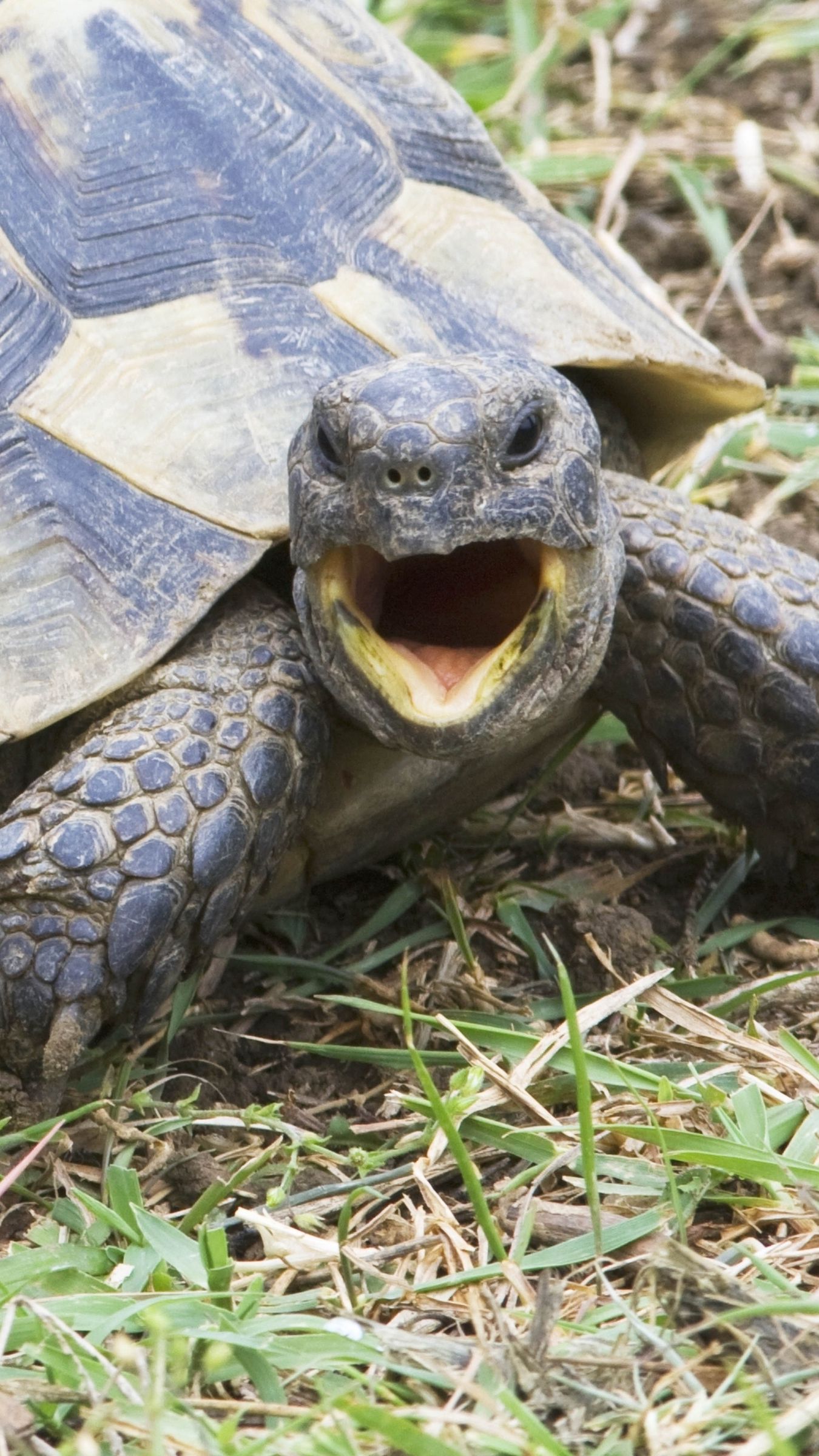 Download wallpaper 1350x2400 shouting, angry, turtle, grass iphone 8+/7 ...