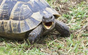 Preview wallpaper shouting, angry, turtle, grass