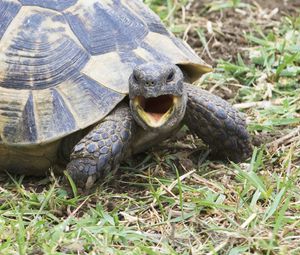 Preview wallpaper shouting, angry, turtle, grass