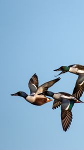 Preview wallpaper shoveler, ducks, birds, flight, sky