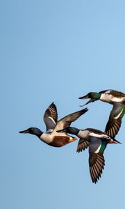 Preview wallpaper shoveler, ducks, birds, flight, sky