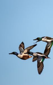 Preview wallpaper shoveler, ducks, birds, flight, sky