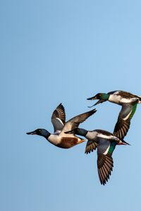 Preview wallpaper shoveler, ducks, birds, flight, sky