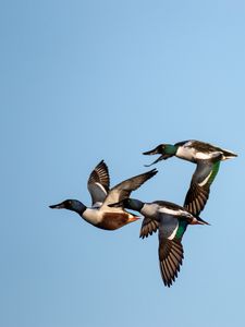 Preview wallpaper shoveler, ducks, birds, flight, sky