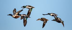 Preview wallpaper shoveler, ducks, birds, flight, sky