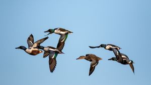 Preview wallpaper shoveler, ducks, birds, flight, sky