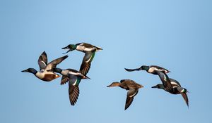 Preview wallpaper shoveler, ducks, birds, flight, sky