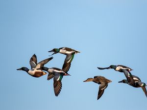 Preview wallpaper shoveler, ducks, birds, flight, sky