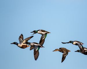 Preview wallpaper shoveler, ducks, birds, flight, sky