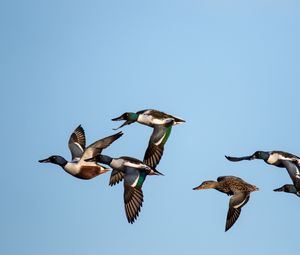 Preview wallpaper shoveler, ducks, birds, flight, sky