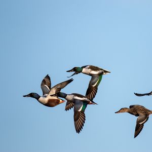 Preview wallpaper shoveler, ducks, birds, flight, sky