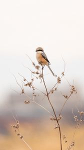 Preview wallpaper shrike, bird, branch, dry