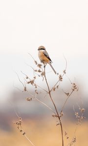 Preview wallpaper shrike, bird, branch, dry